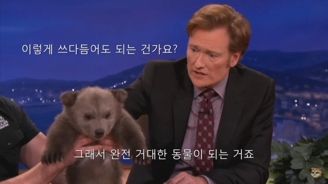 생후 11주된 아기 불곰의 충격적인 귀여움(코난 오브라이언 쇼) | 인스티즈