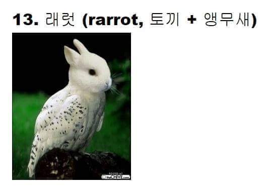 교배 성공한 희귀동물들 ㅋㅋ | 인스티즈