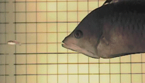 신기한 동물의 세계.gif | 인스티즈
