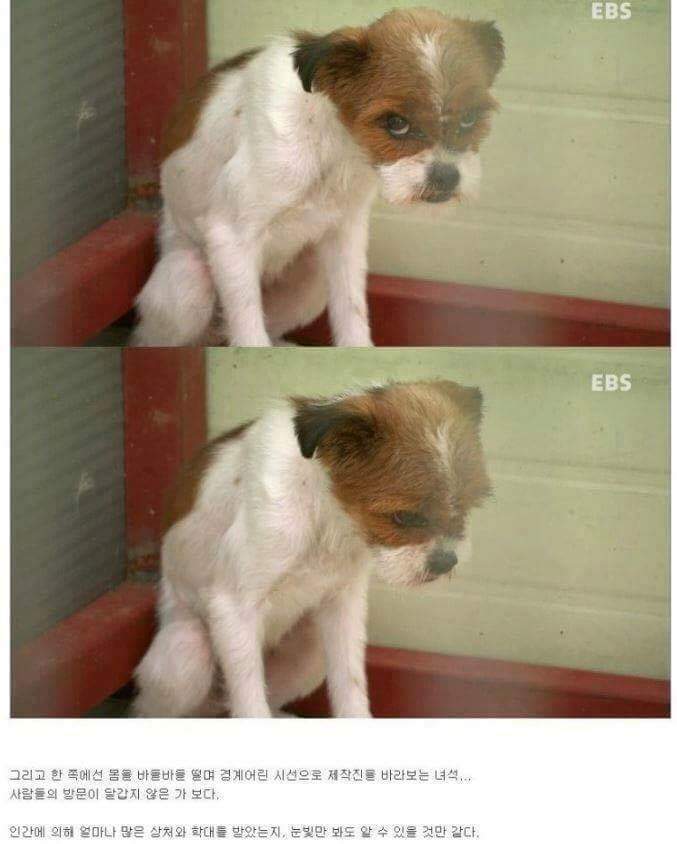 나는 아직 살수 있는데 왜 죽으라하나요 | 인스티즈