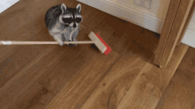 청소하는 라쿤.gif | 인스티즈