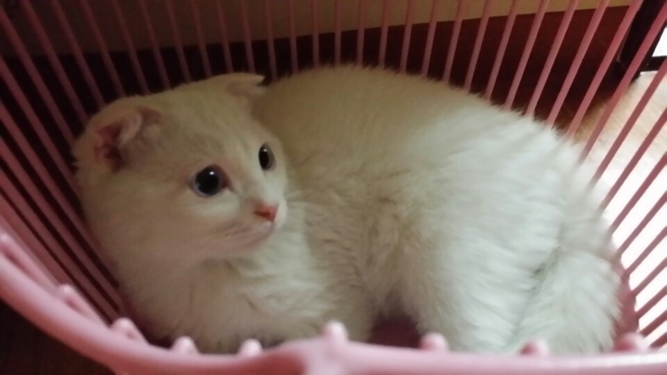 고양이는 요물이니 빨리 어디 보내버리라고 하셨던 여친 아버지 | 인스티즈