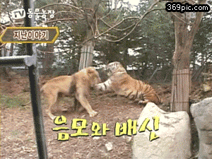 공통점도 주제도 없는 웃긴움짤들.gif (팬아저 포함) | 인스티즈