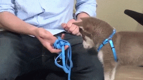 견종 이야기 - 올드 잉글리쉬 쉽독 | 인스티즈