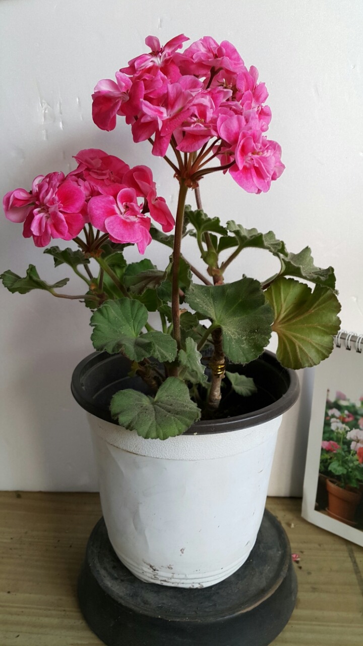 꽃조아 이미지
