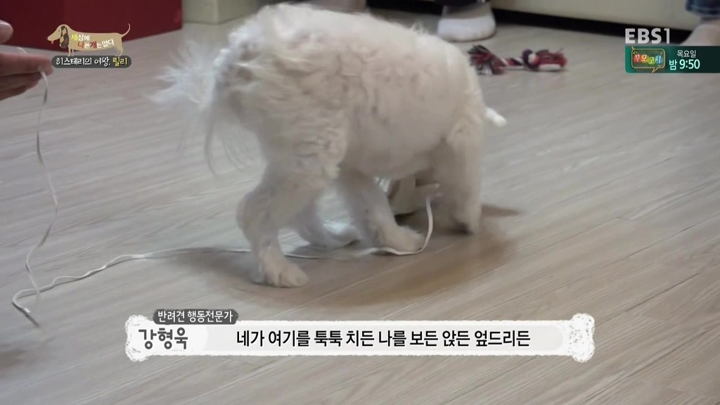 [세상에나쁜개는없다] 가족들에게 짖고 무는 강아지 릴리햏 | 인스티즈