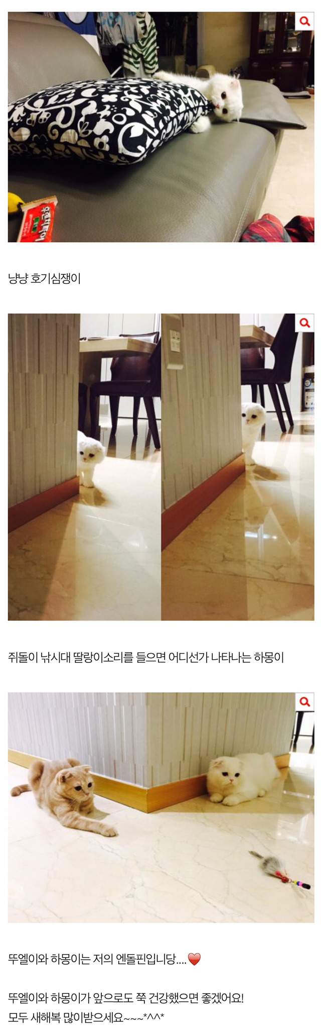 잘생긴 우리집 미묘고양이 하몽이!! 3 | 인스티즈