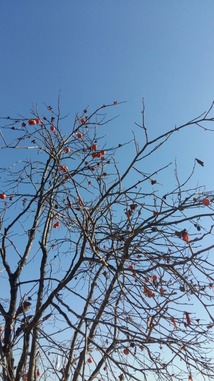 감나무 이미지