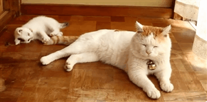 [움짤] 나른한 냥이 .gif | 인스티즈