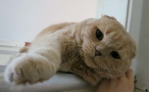 스코티쉬 폴드 고양이.jpg | 인스티즈