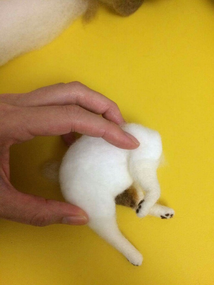 고양이 태어나는 과정 | 인스티즈