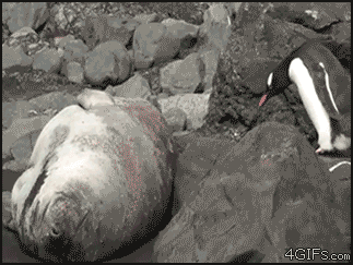 흔한 남극의 일진.jpgif | 인스티즈