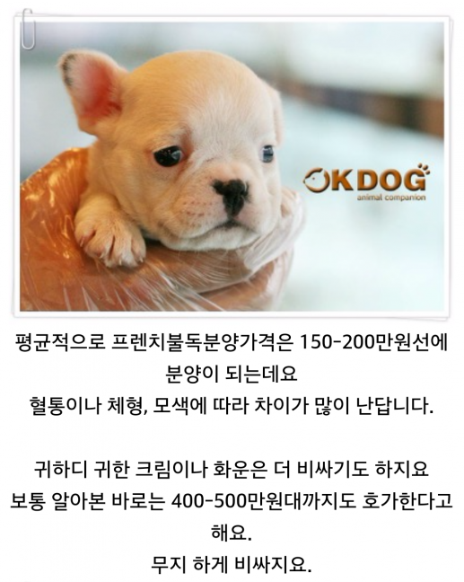 이경규가 분양한다던 프렌치불독 분양 가격.jpg | 인스티즈