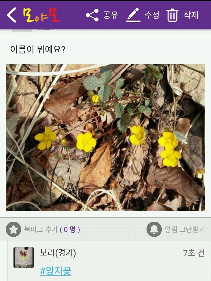 자진뱅이산벚꽃 이미지