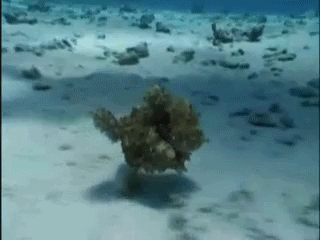 244D3F3B56199185213058