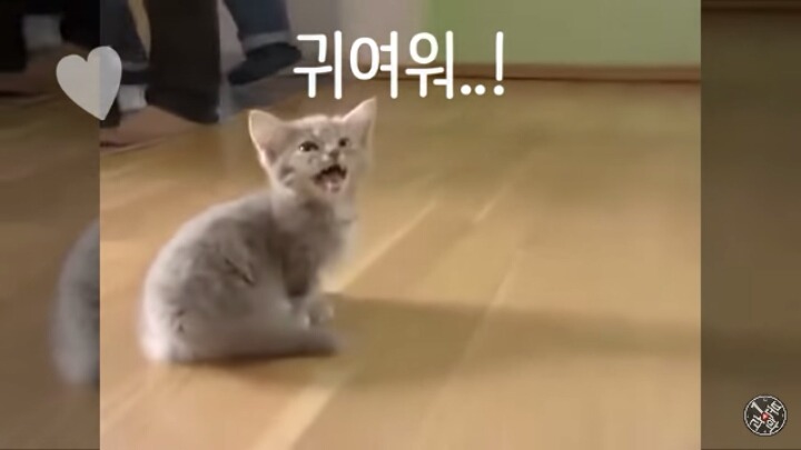 고양이가 "야옹~"하고 우는 이유는?? | 인스티즈