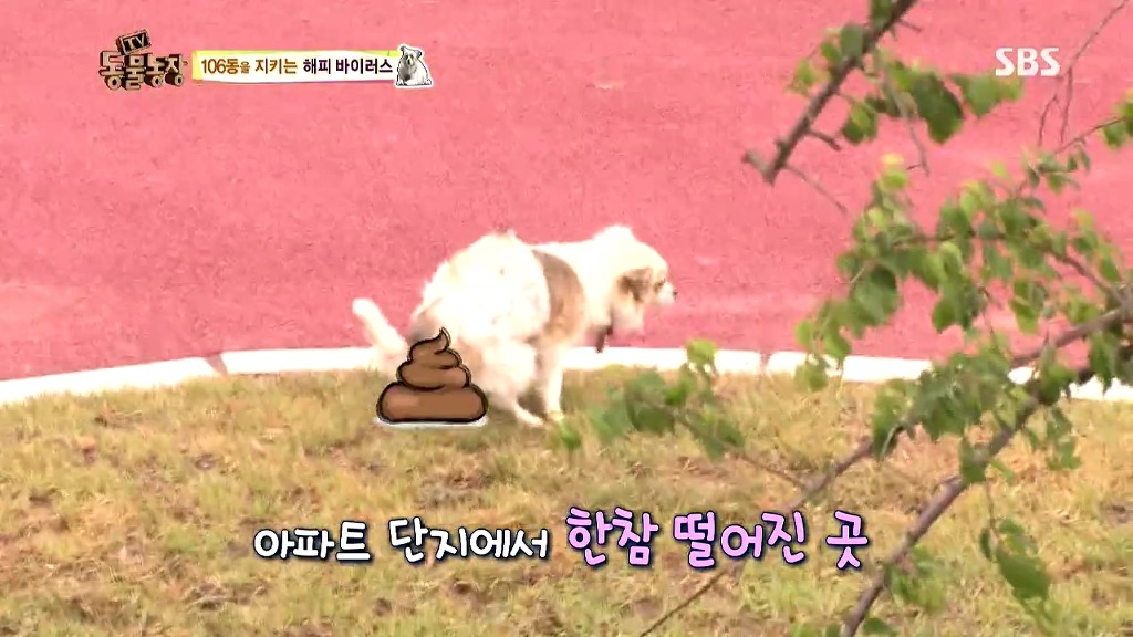 [동물농장] 106동 주민들이 키우는 강아지 | 인스티즈