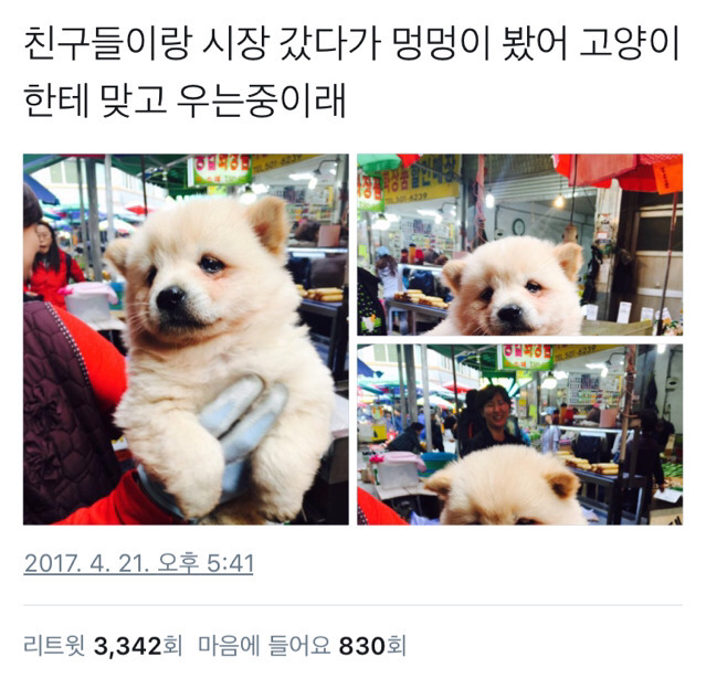 야옹이에게 맞은 멍뭉이 | 인스티즈