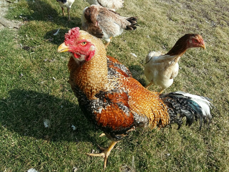 오랜만이닭 이미지