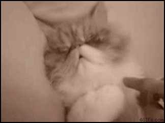 잠에서 깬 고양이 .GIF | 인스티즈