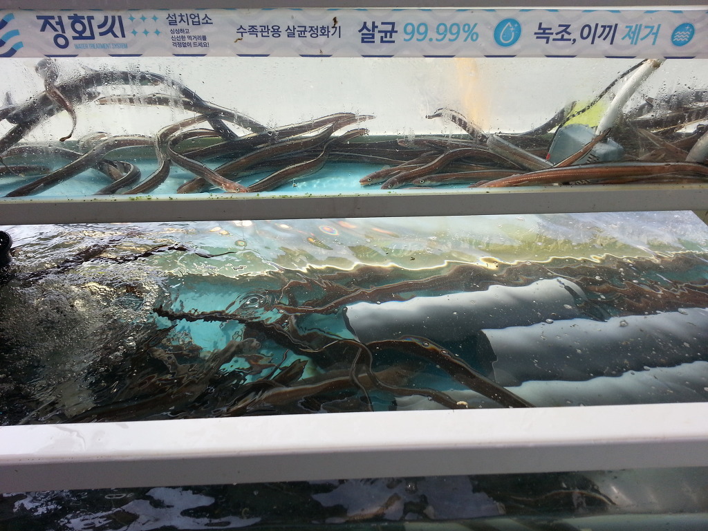 머구리 이미지