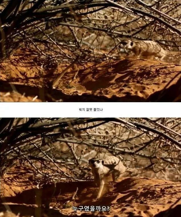 까마귀 인성수준 ㅎㅎㅎㅎㅎㅎㅎㅎ | 인스티즈