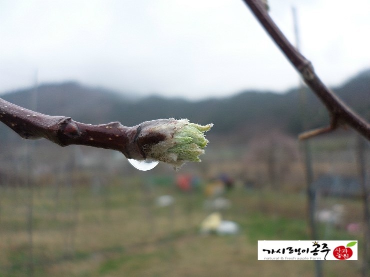 가시랭이사과농원 이미지