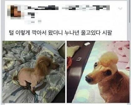 남동생이 몰래 강아지 미용시킴ㅠ.jpg | 인스티즈