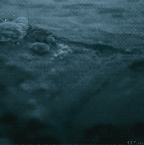 심해,상어공포증주의)바다에 빠졌는데 상어와 마주쳤다.gif | 인스티즈