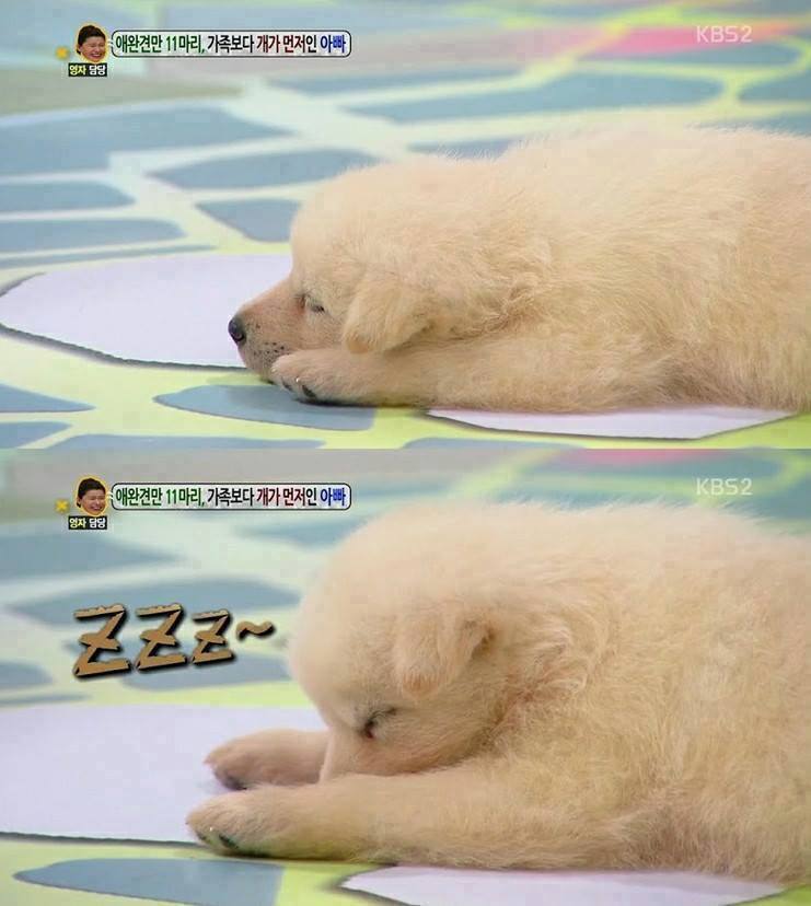 방송에 나온 강아지[심장주의] | 인스티즈