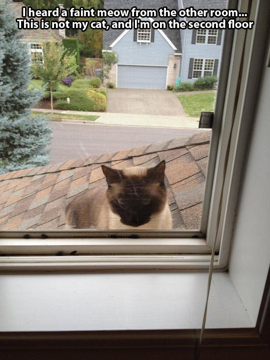 내 고양이 아님 | 인스티즈