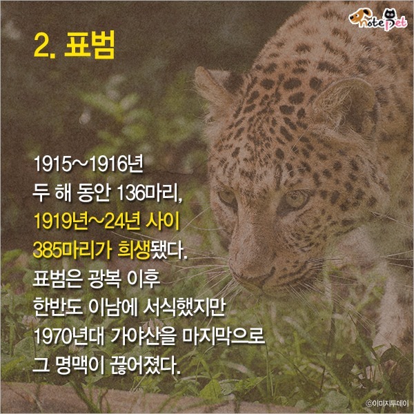  일제강점기 한반도에 사라진 동물들 | 인스티즈