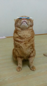 집중하는 고양이 | 인스티즈