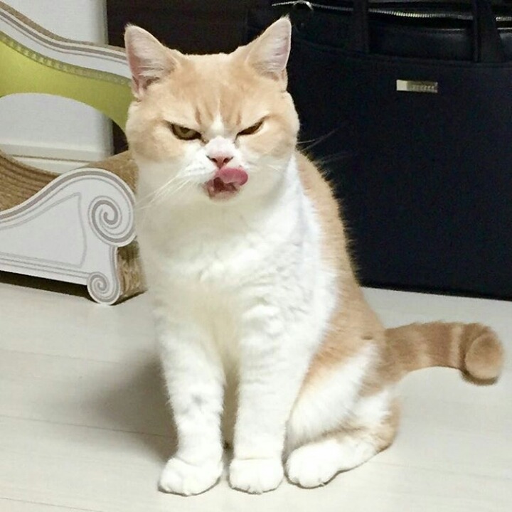 화가 난 고양이 | 인스티즈