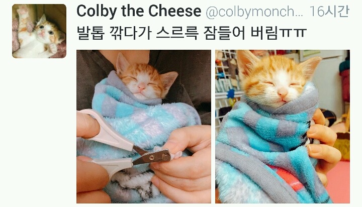 발톱깎다가 스르륵 잠들어 버림.twt | 인스티즈