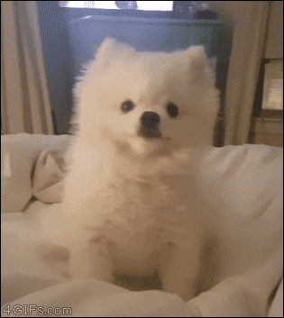 사진좀 찍을줄아는 들.gif | 인스티즈