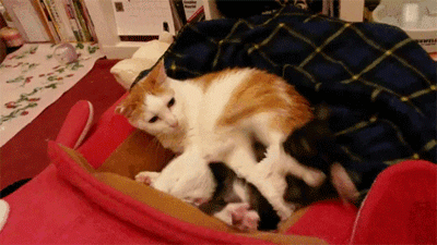 냥아치 모음 gif | 인스티즈