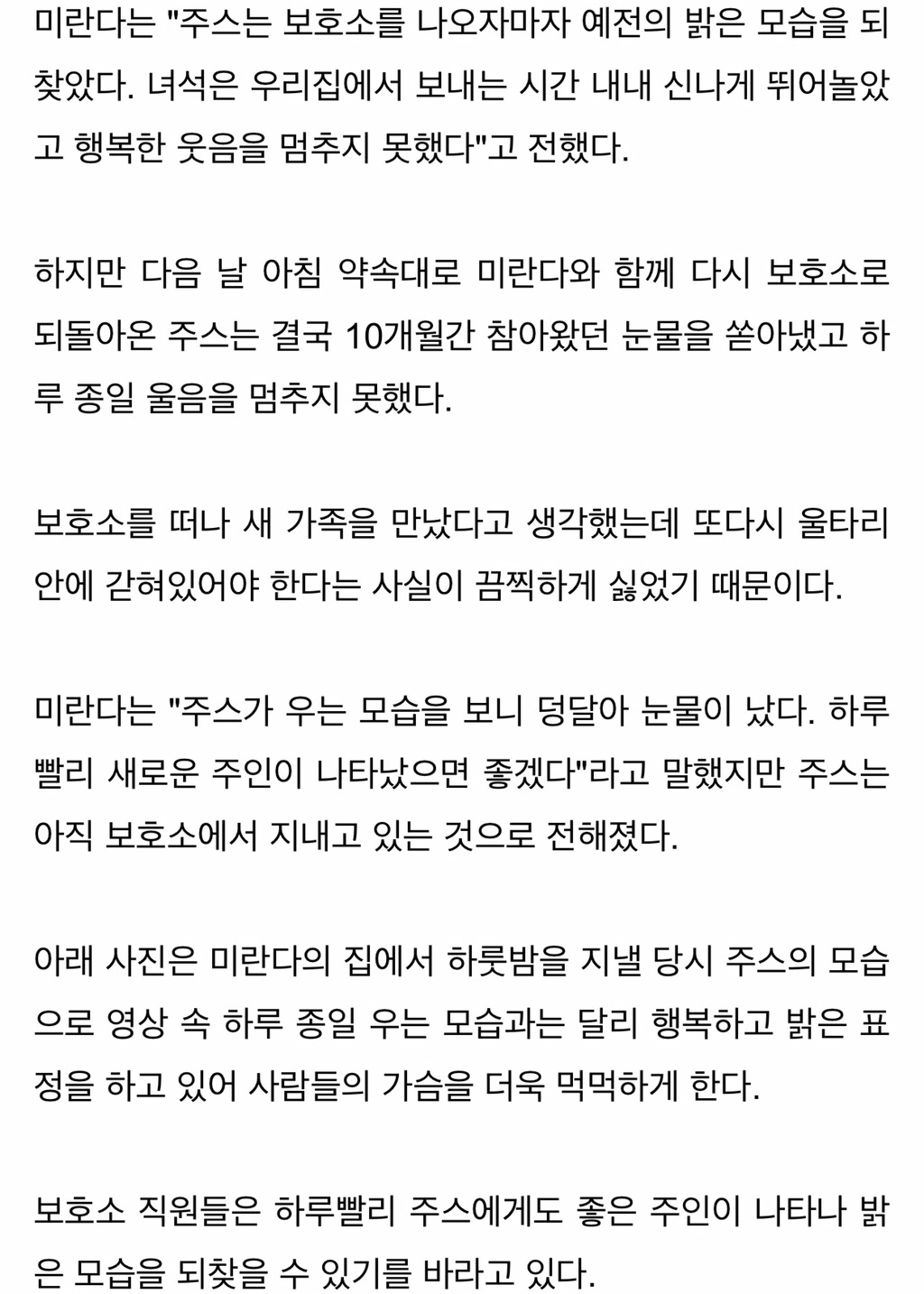 이 강아지는 보호소에 온 지 10개월 되던 날 하루종일 울었다 | 인스티즈