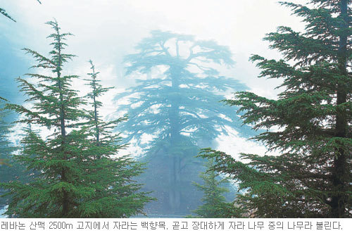 백향목 이미지