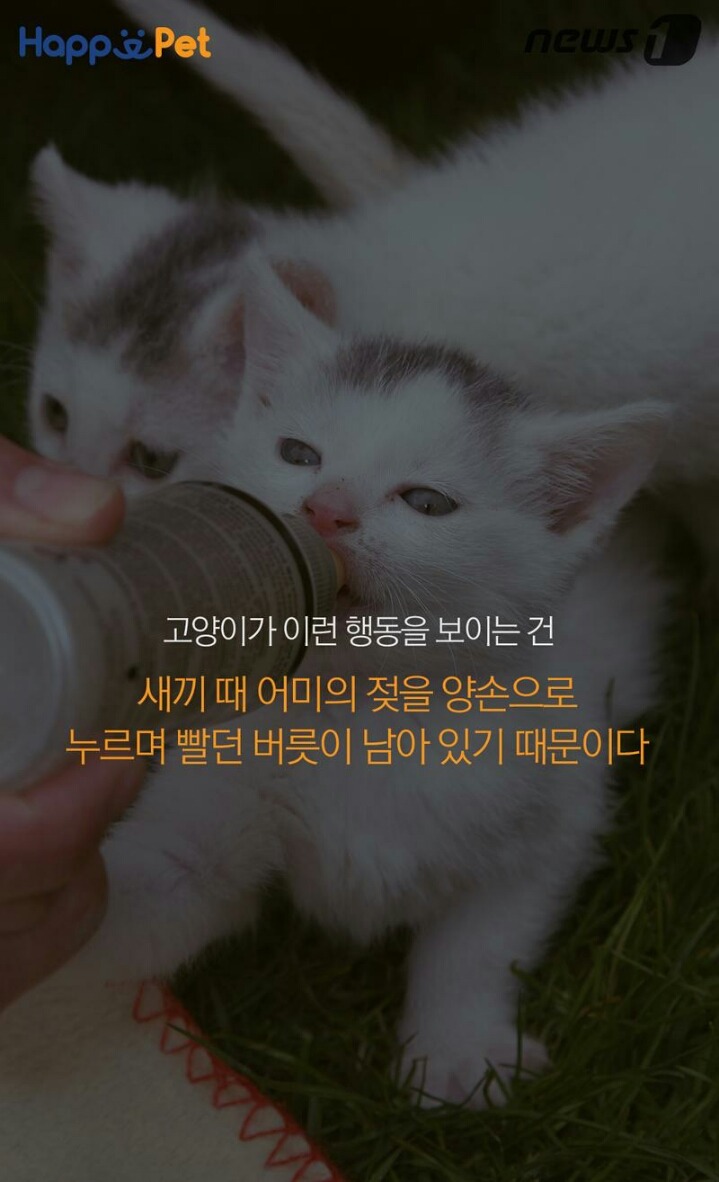 꾹꾹이라 하면 당연히 고냥이부르는거지! | 인스티즈