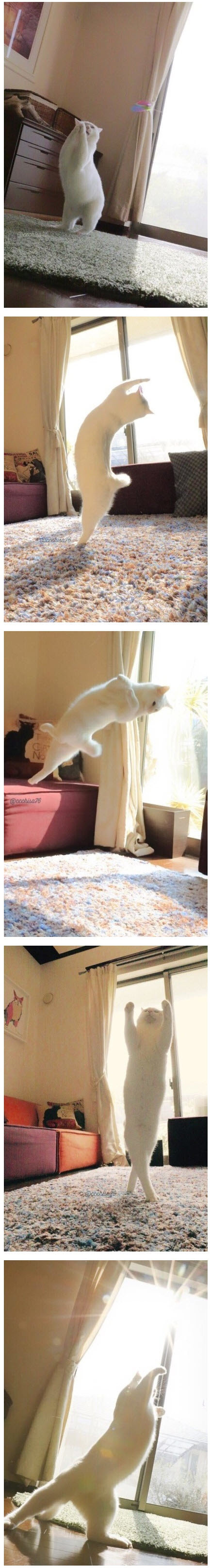주인 없을때 고양이 행동 | 인스티즈