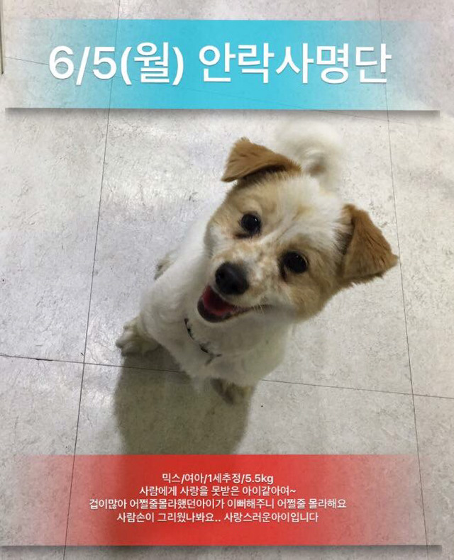 곧 ㅠㅠ안락사 될 애기 한마리 봐줘.. | 인스티즈