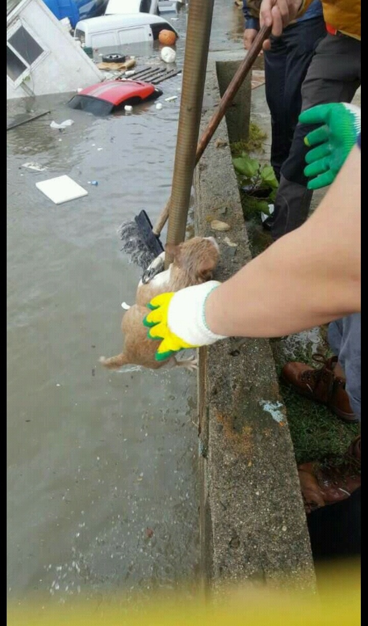 물에빠진 고양이ㅜㅜ | 인스티즈