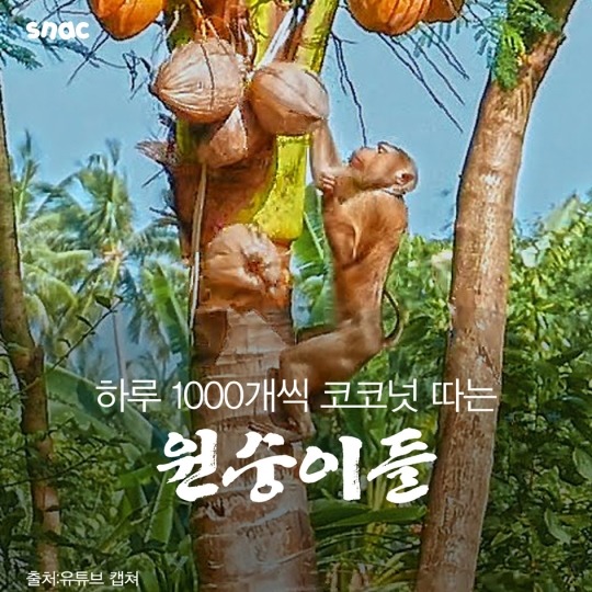 코코넛 워터의 비밀 ..................JPG | 인스티즈