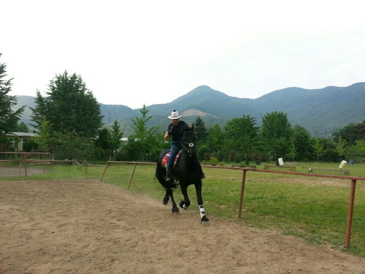 프리지안 이미지