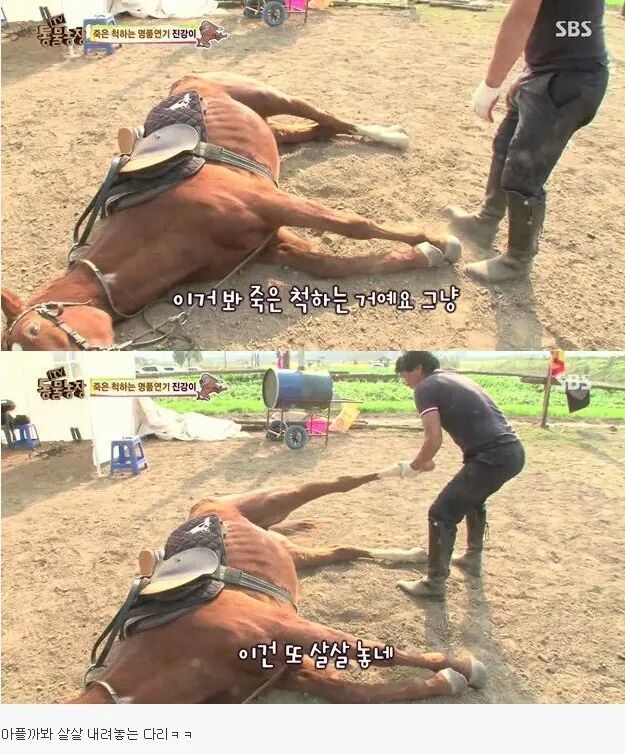 죽은척 하는 말 | 인스티즈