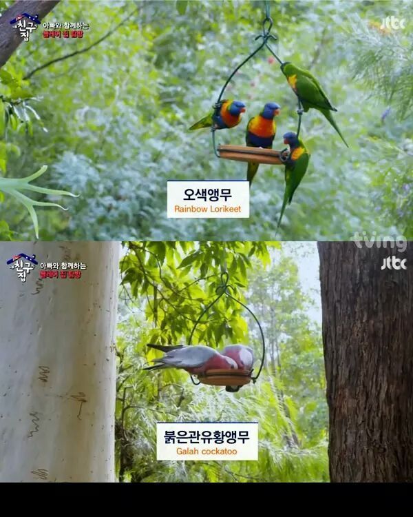 [내친구의집은어디인가] 알고보니 호주부자 블레어네 집 | 인스티즈