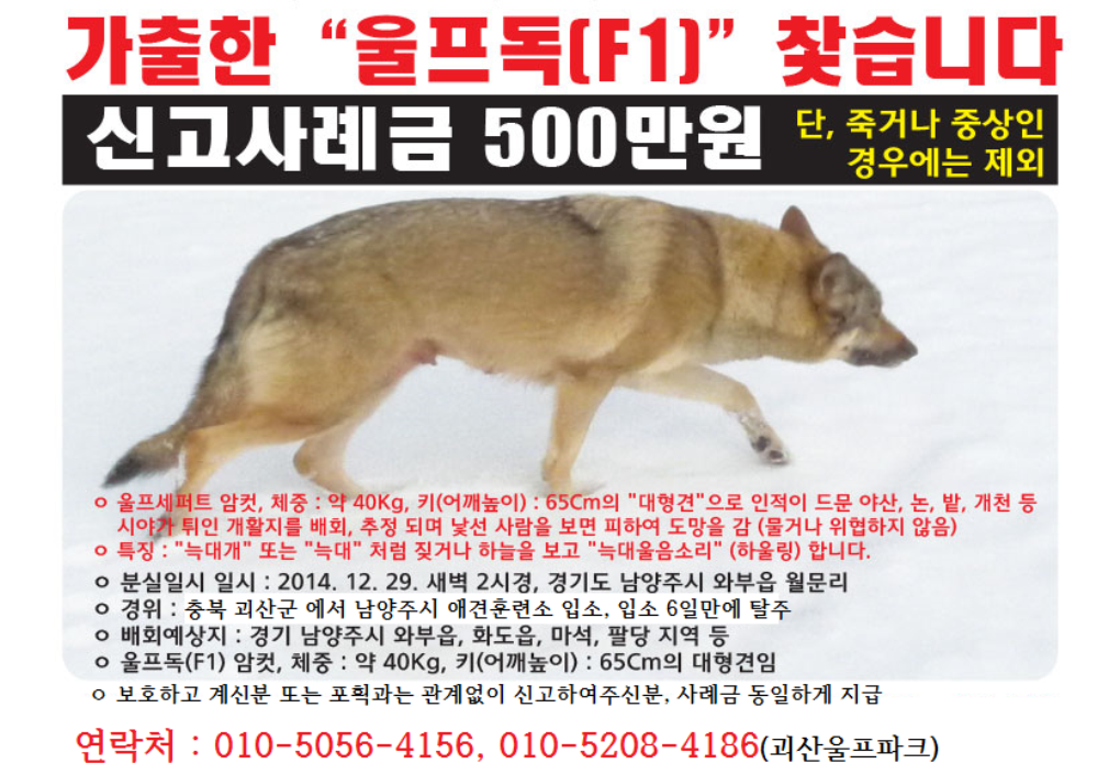 랑이 이미지