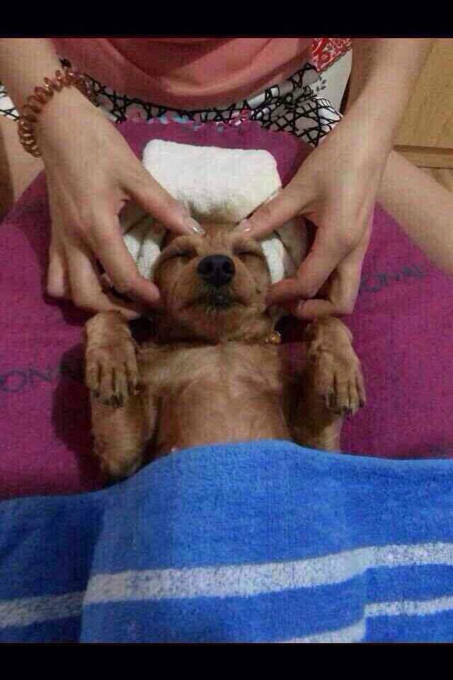 나보다 팔자 좋은 강아지 .jpg | 인스티즈