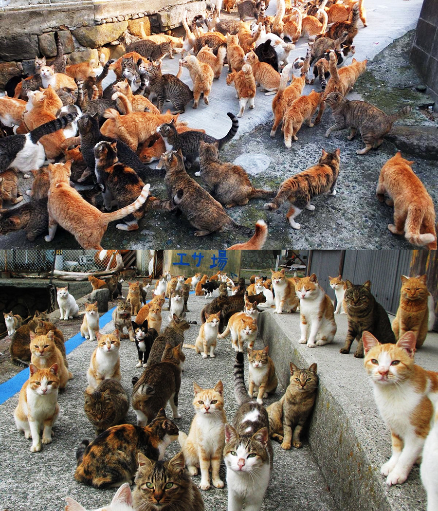 열도의 마을.jpg | 인스티즈